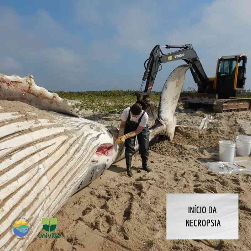 Necropsia indicou marcas de utensílios de pesca - PMP/BS-Univille