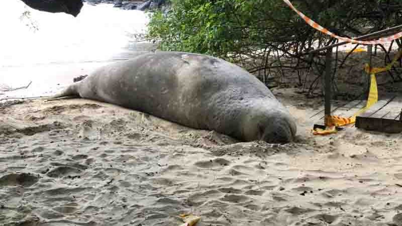 Área de descanso de elefante-marinho é isolada após pessoas incomodarem animal em SC; VÍDEO