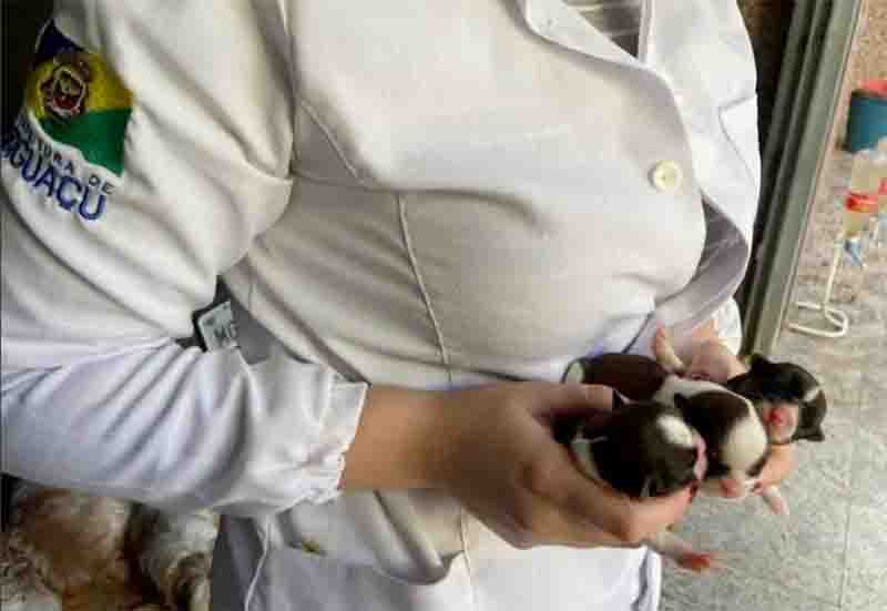 Fêmeas eram exploradas por tutor, que lucrava com a venda de seus filhotes(Foto: Polícia Civil)