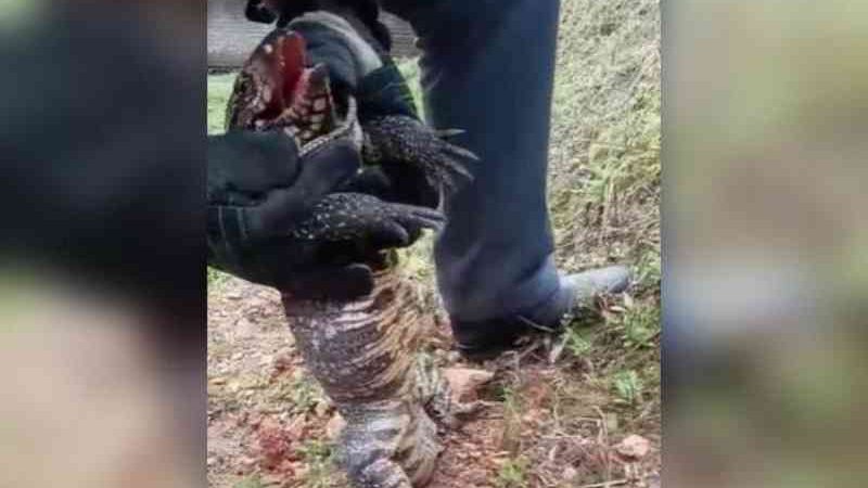 Mulher se comove com lagarto machucado por anzol e aciona bombeiros em Ibirama, SC; vídeo