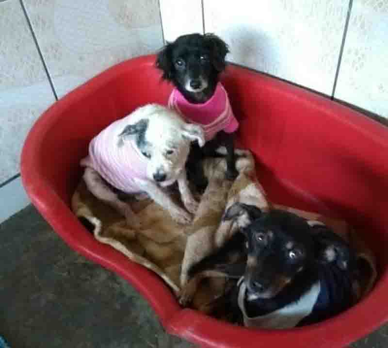 ONG Viva Bicho precisa de cobertores e camas para os animais do abrigo em Balneário Camboriú, SC