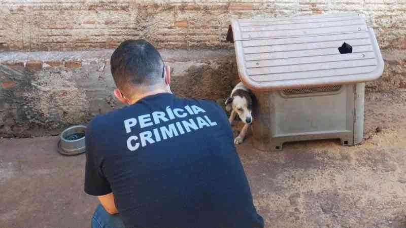 Justiça determina resgate de animal maltratado em Araraquara, SP