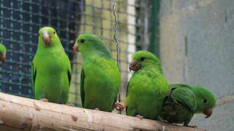 Barueri (SP) realiza a soltura de 94 aves vítimas de tráfico