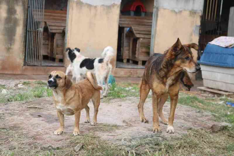 42 cachorros estão abrigados no Canil Da Michele em Cidade Tiradentes (acervo pessoal)