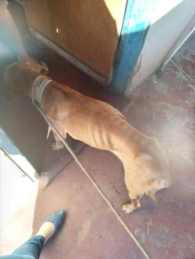 Cachorro com sinais de maus-tratos e amarrado em corda é resgatado em Jaci, SP
