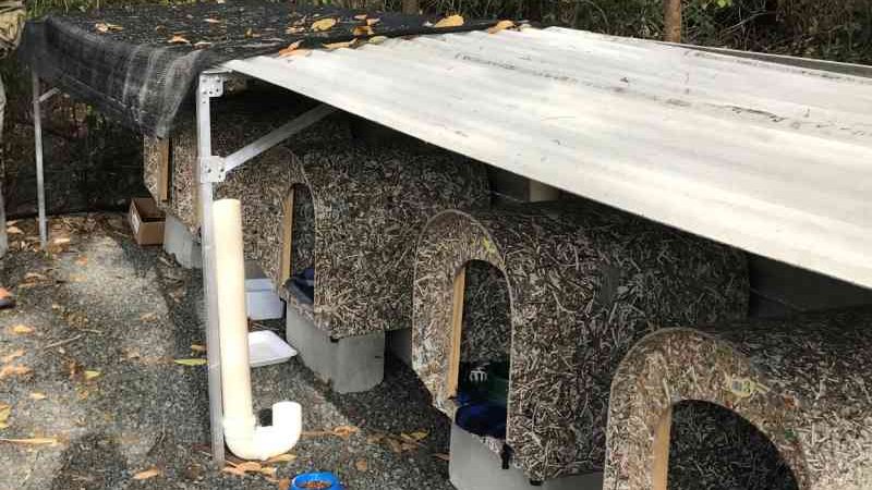 Condomínio constrói gatil para abrigar animais abandonados em SP