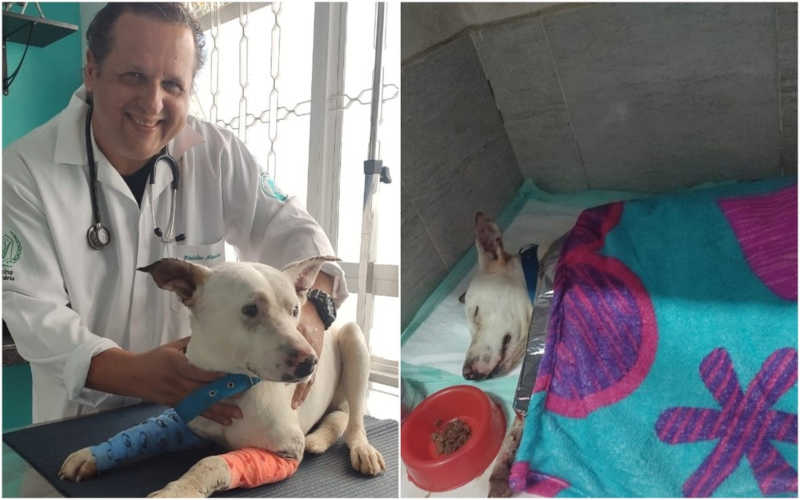 Cão resgatado após ser espancado e esfaqueado passa por sessões de terapia para aliviar dor