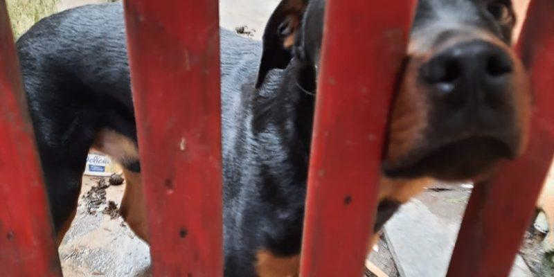 Moradora de Caraguatatuba (SP) é multada por deixar cão sem comida e água