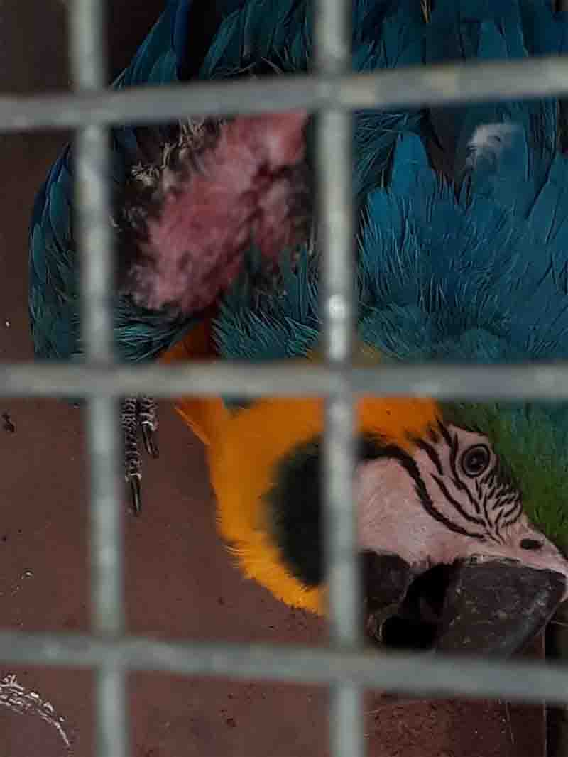 Com lesão provavelmente provocada por linha cortante, arara-canindé é resgatada em Dracena, SP
