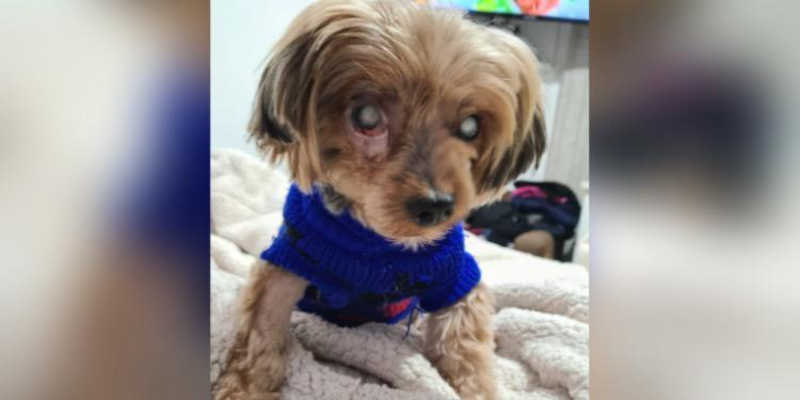 Cão com larvas no olho e cego de outro é abandonado em clínica e tutores são multados em R$ 6 mil no litoral de SP