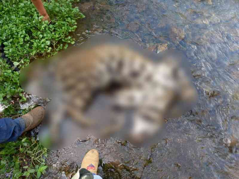 Onça foi encontrada morta em um córrego no limite entre Guapiara e Capão Bonito — Foto: Fundação Florestal/Divulgação