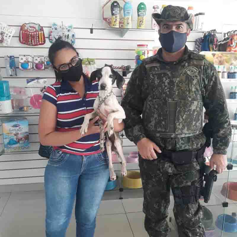 Cão em situação de maus-tratos no Jardim Humberto Salvador foi resgatado e levado a uma clínica veterinária. Foto: Polícia Ambiental