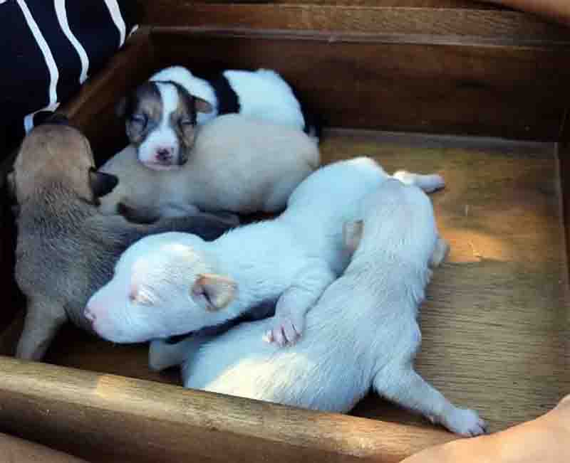 Cães foram achados por voluntários dentro de gavetas no guarda-roupa da casa em Ribeirão Preto, SP. Foto: Divulgação