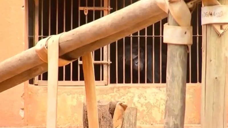 Ação do MP pede que dois chimpanzés sejam levados ao Santuário dos Primatas em Sorocaba, SP
