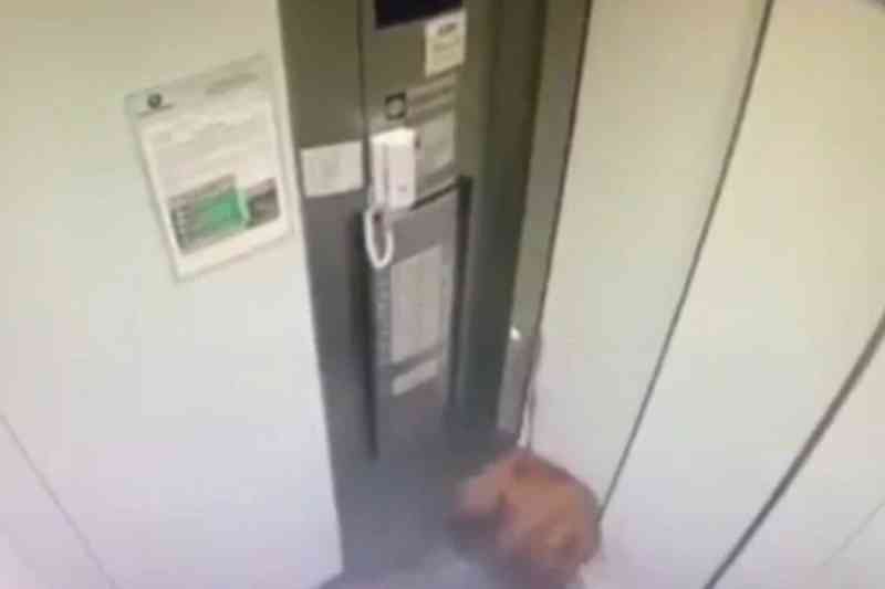 Vídeo: cachorro fica pendurado por coleira presa a elevador em SP