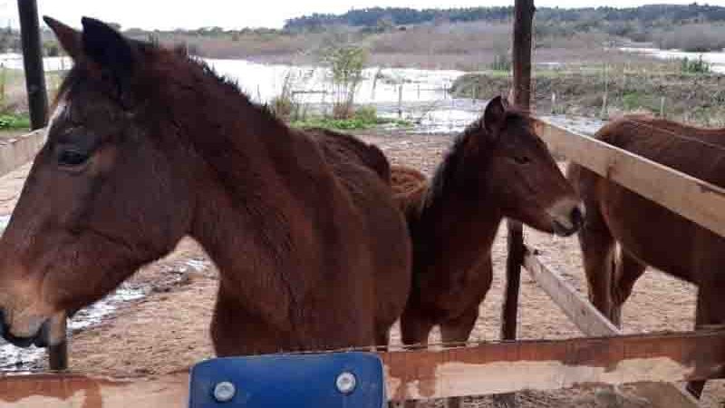 Hospedaria já está recebendo os cavalos recolhidos em Sapiranga, RS