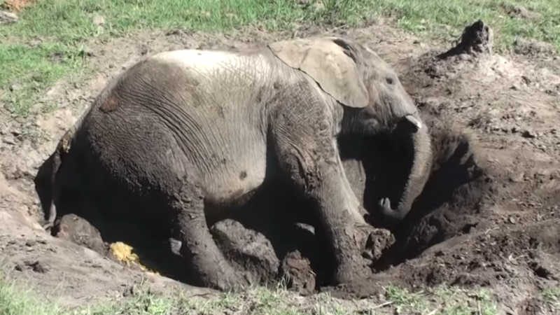 Elefantes são flagrados tomando delicioso banho de lama em santuário