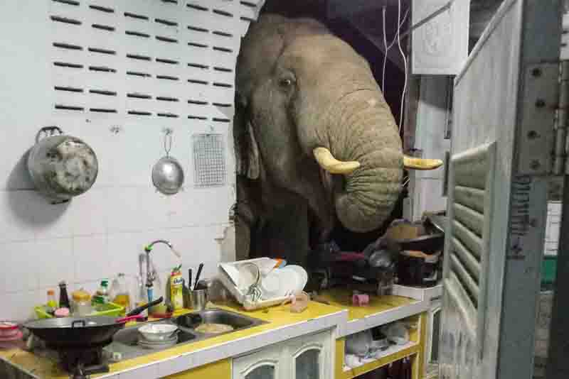 Elefante procura comida na cozinha de casa em Pa La-U, Hua Hin, na Tailândia. A foto foi tirada pela dona do imóvel, Radchadawan Peungprasopporn, em 20 de junho de 2021.  Foto: Radchadawan Peungprasopporn/Facebook/AFP