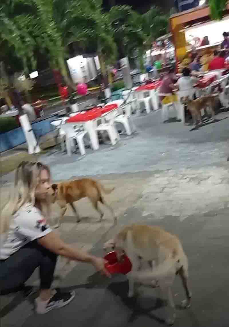 Voluntários entregam água e ração para animais de rua que ficam em praça pública de Cruzeiro do Sul, AC