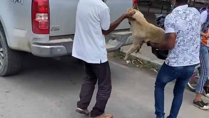 Feirante é preso suspeito de esfaquear e matar cadela em Delmiro Gouveia, AL