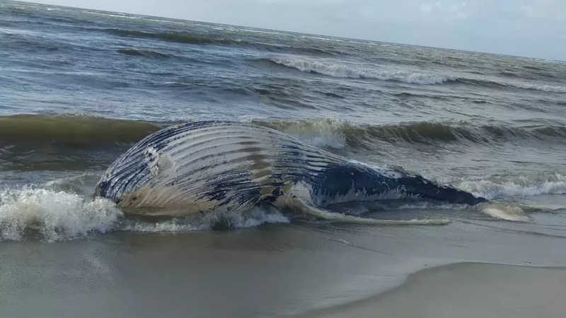 Baleia-jubarte é encontrada morta em praia de Marechal Deodoro, AL