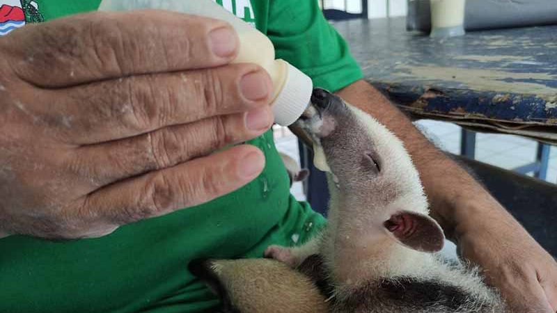 Vídeos mostram filhotes de animais silvestres ‘tomando mamadeira’ em centro de tratamento em Maceió, AL
