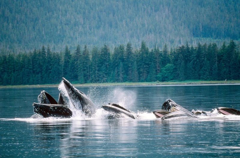 Antes da pandemia, as baleias ficavam mais próximas umas das outras. Foto: GETTY IMAGES