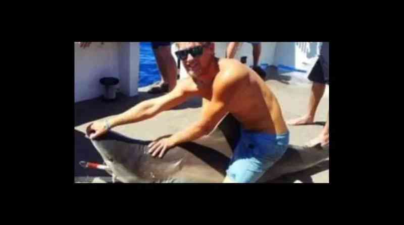 Após pular em cima de tubarão-martelo para turistas em um barco, ‘montador de tubarões’ é atacado