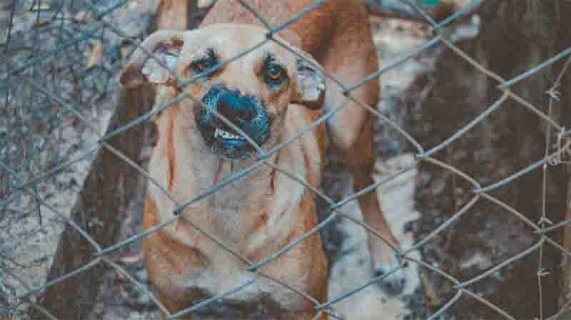 Ministério Público criará orientações para acolher de animais vítimas de maus-tratos no Ceará