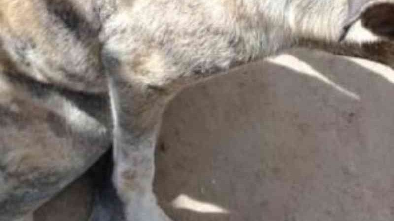Polícia prende homem que atropelou cadela em Assaré (CE) por não receber pagamento