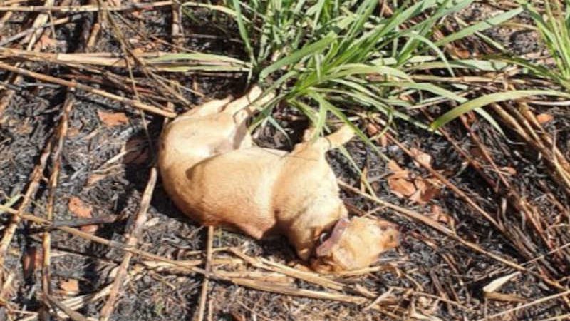 Homem mata cachorra a socos e pauladas após animal atacar galinhas