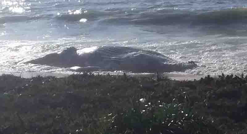 Baleia de 20 toneladas é encontrada morta em praia de Guarapari, ES