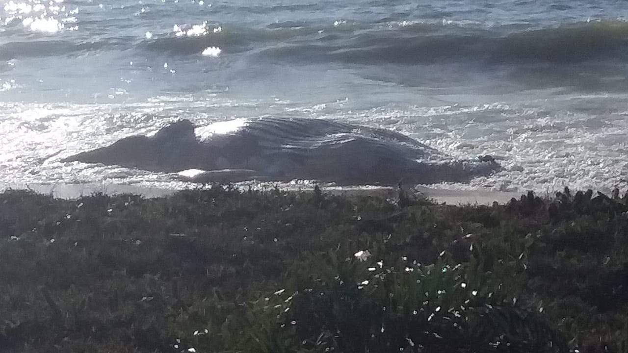 Na semana passada, uma carcaça de baleia foi encontrada em Guarapari Foto: Leitor | Whatsapp Folha Vitória