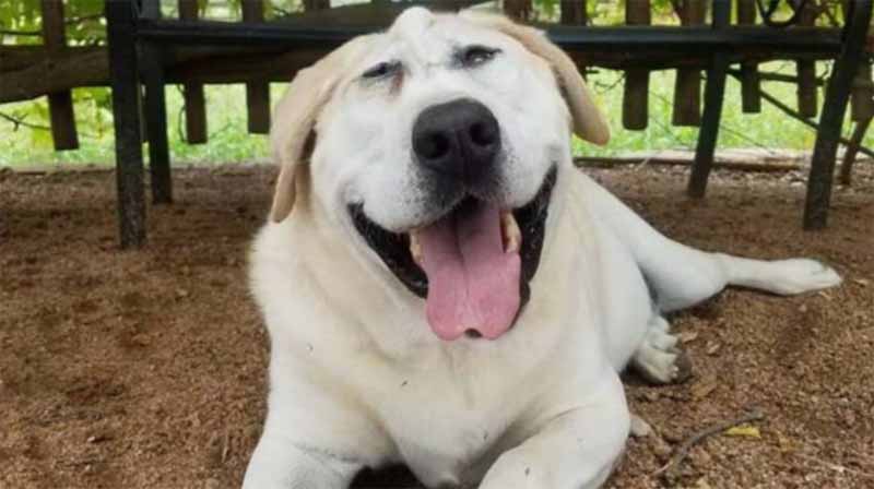 Cachorro abandonado duas vezes por causa da fisionomia encontra um lar