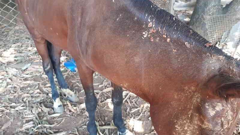 Égua com sinais de maus-tratos é encontrada abandonada em lote vago na Grande BH