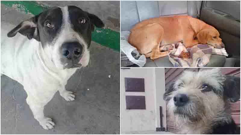 Cães comunitários desaparecem na Grande BH e ONG pede ajuda para encontrá-los: ‘Angustiante’