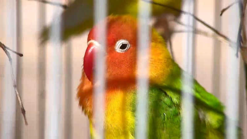 Pássaros silvestres são apreendidos e estabelecimentos autuados durante operação contra comércio ilegal de animais em Juiz de Fora, MG