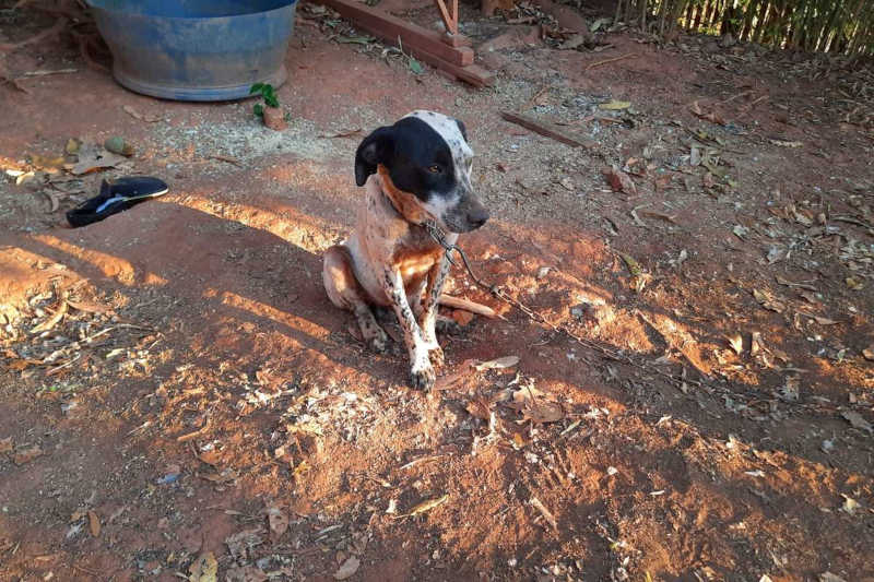 Polícia localiza 50 animais em situação de maus-tratos em casa de Santa Luzia, MG