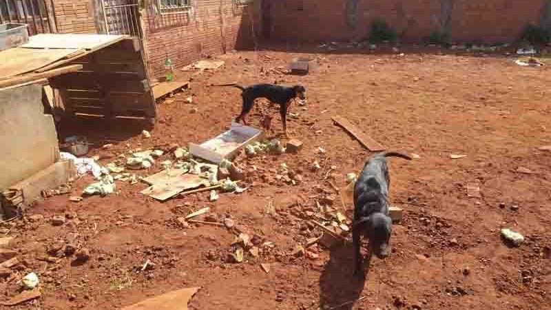 Cães passam quatro meses amarrados em quintal e jovem vai presa por maus-tratos em Campo Grande, MS