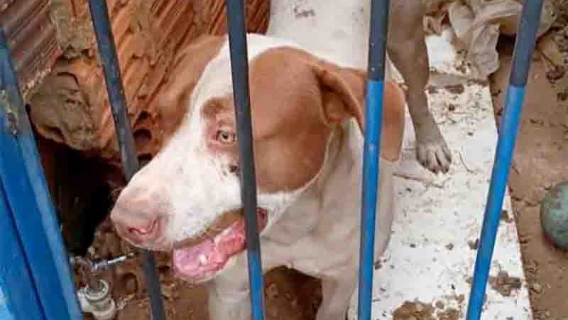 Pit bull Aquiles é resgatado de ‘jaula’ em Campo Grande (MS) e tutor justifica: ‘Não dava sossego aos mecânicos