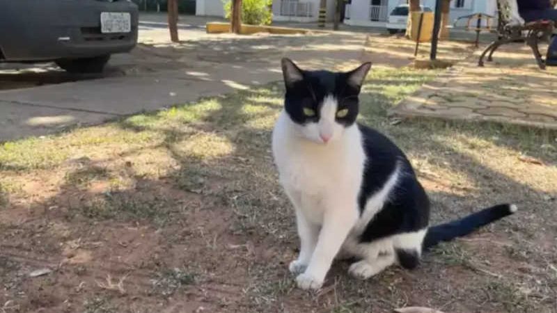 Justiça decide: Frajola fica em condomínio como gato comunitário