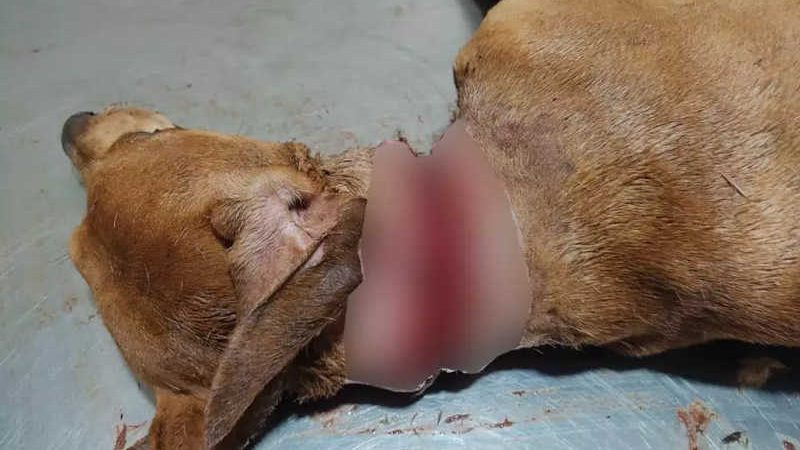 Cão cai em armadilha para capivaras e morre enforcado em Rio Brilhante, MS