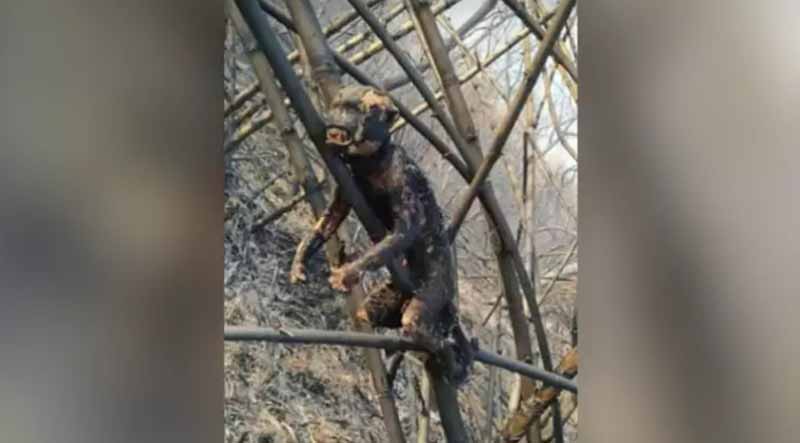 Policiais e bombeiros sepultam macaco encontrado carbonizado em Bela Vista, MS