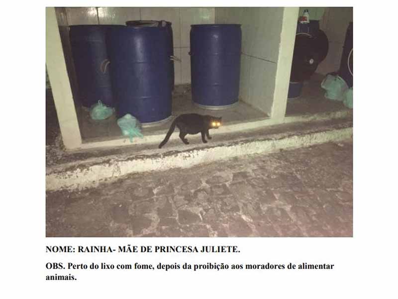 Ação tem imagens de alguns dos gatos recorrendo ao lixo após o condomínio proibir moradores de alimentarem os animais — Foto: Reprodução