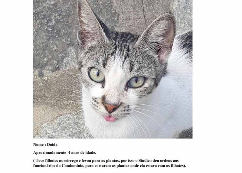 Relatos dos moradores constam na petição cujos autores são os próprios gatos — Foto: Reprodução