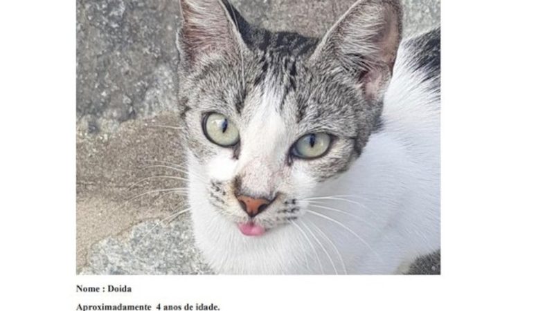 Sem os 22 gatos como autores da ação, entidade pede urgência para moradores poderem alimentar animais em condomínio