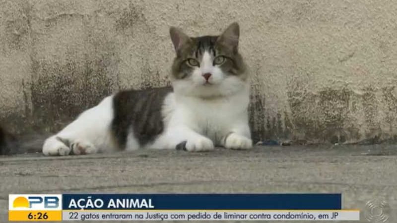 Vinte e dois gatos entram na Justiça contra condomínio que quer impedir presença de animais