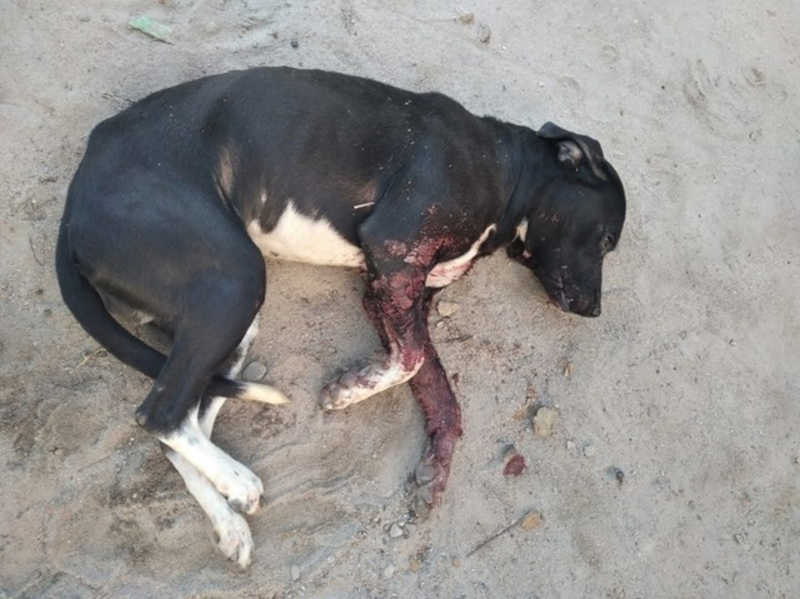 Idoso é preso após atirar em cachorro no município de Lajedo, PE