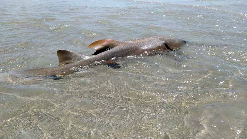 Banhistas encontram tubarão-lixa encalhado em praia de Luís Correia, no Piauí — Foto: Andrê Nascimento/ G1 PI