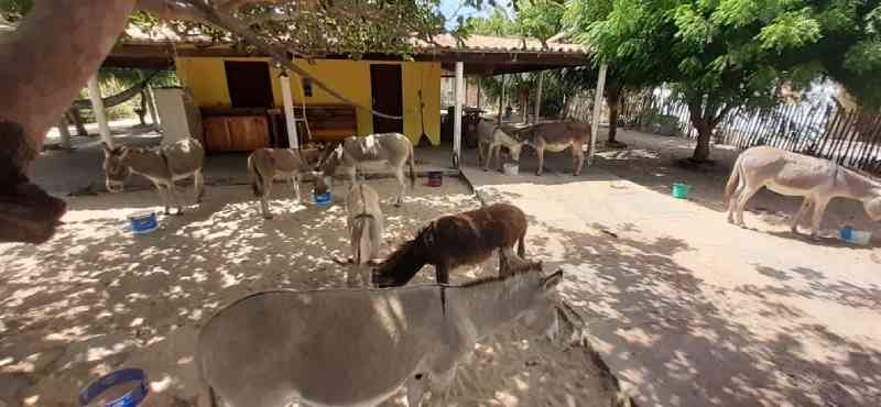 Jumentos desaparecem da praia de Barra Grande e protetores abrigam animais em terreno, no Piauí